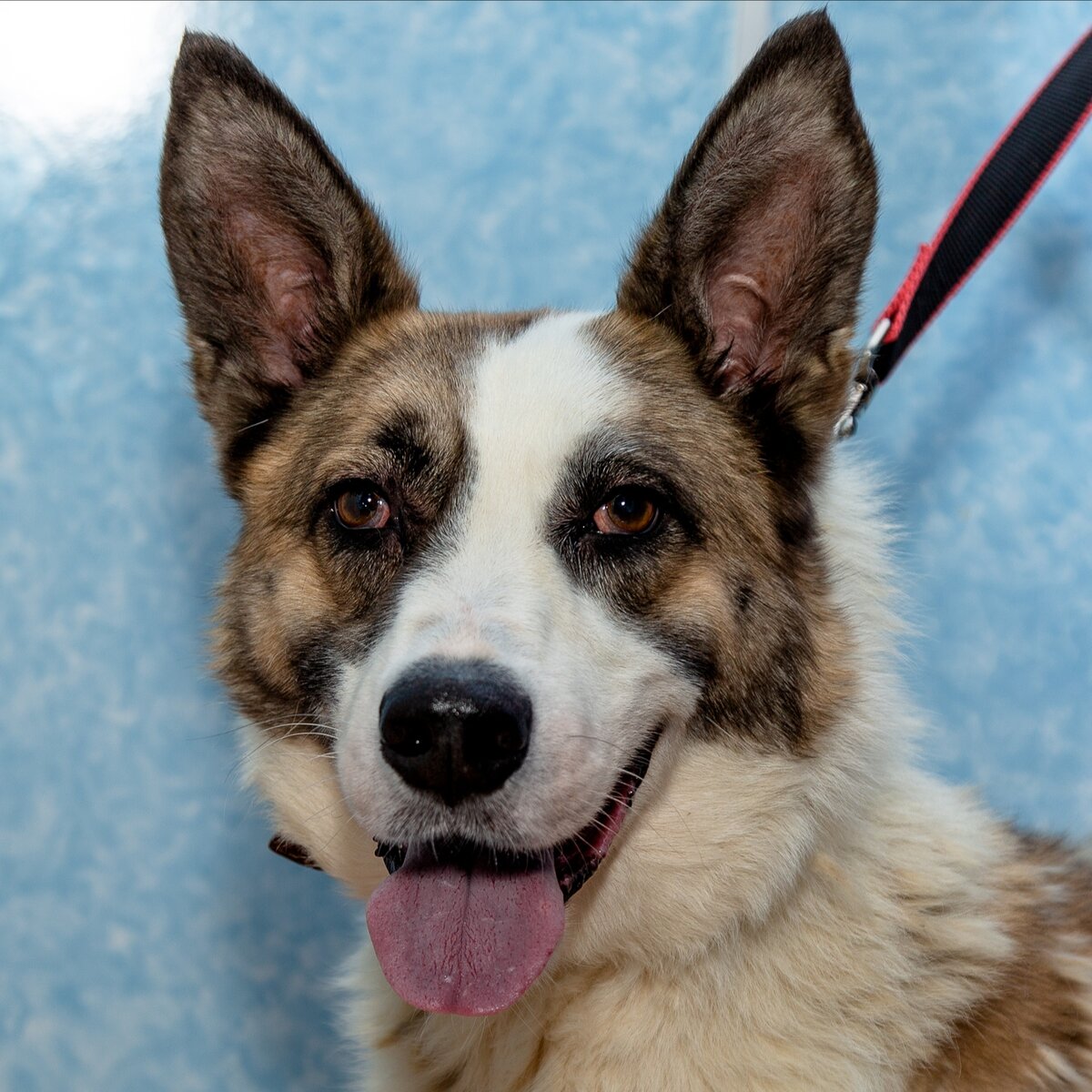 Доброта написана на мордочке Бима... 