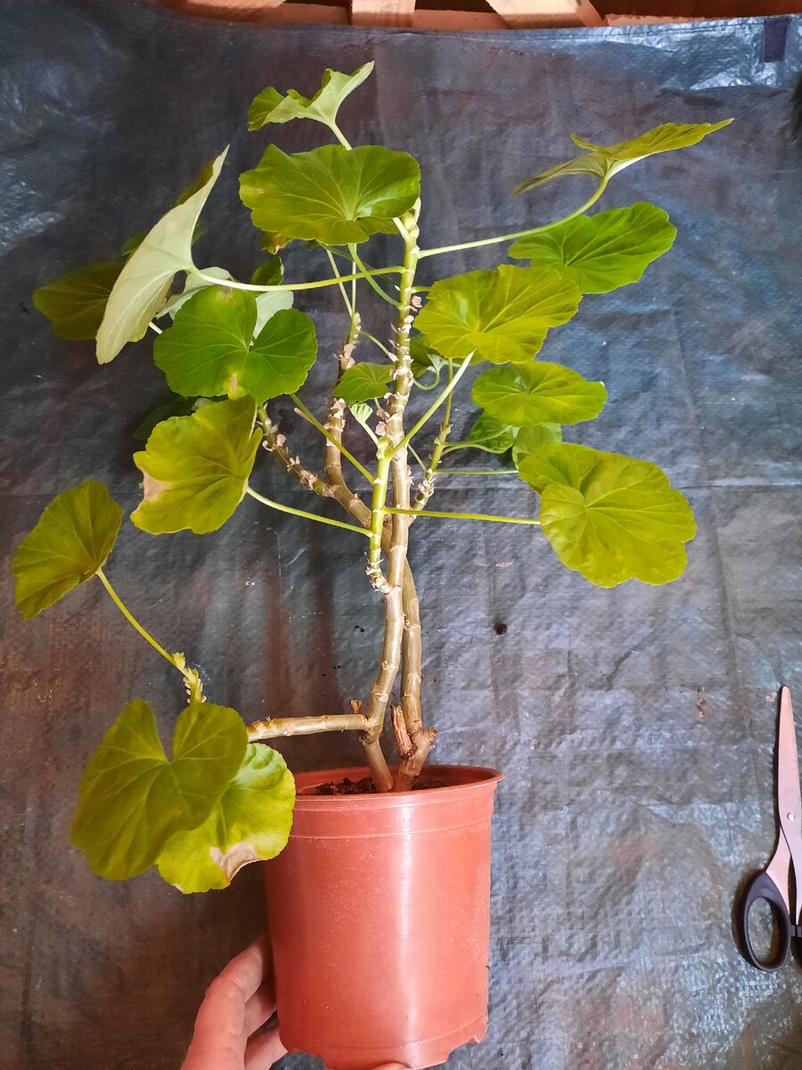 Купила Герань. Фото автора