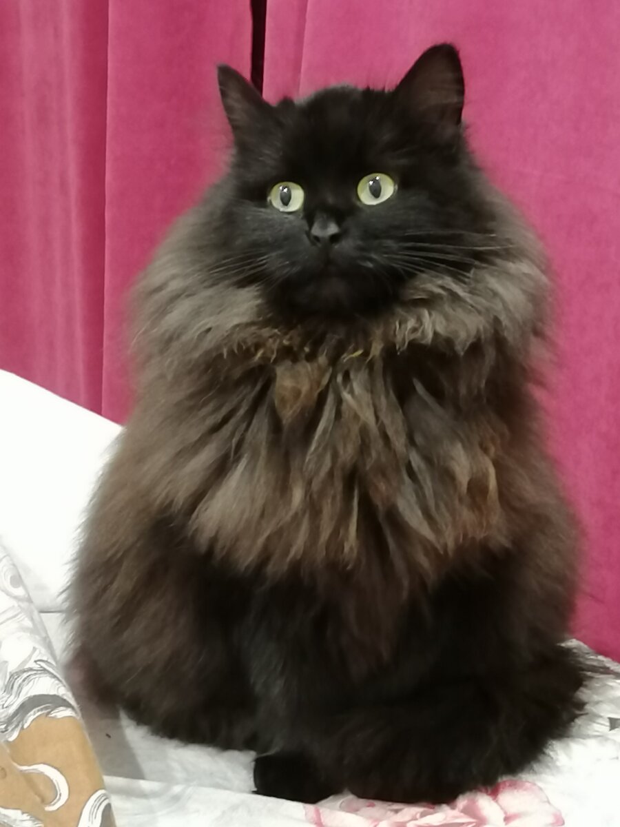 Шуба) Не Норка! 