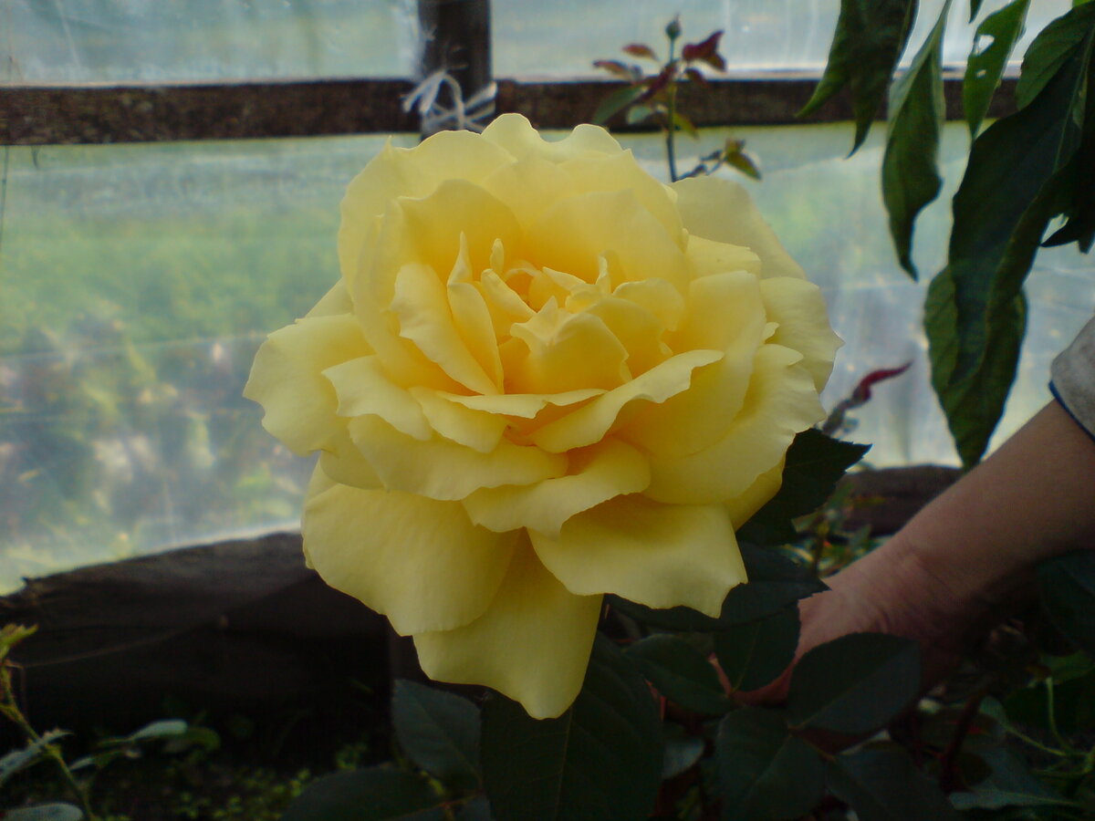 Глория Дей, чайно-гибридная, чисто желтый цвет от недостатка солнца