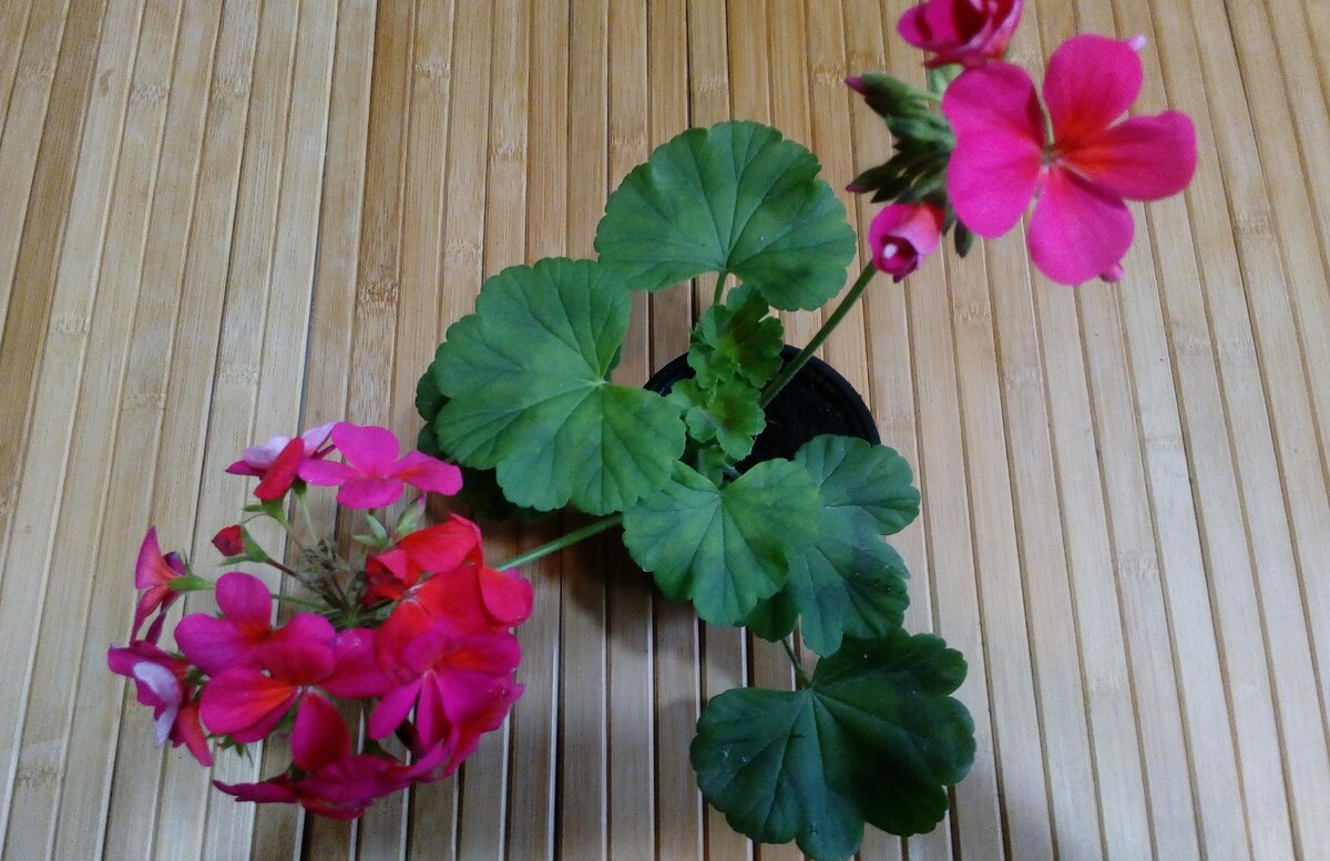 Режим многоступенчатой пересадки и подкормок черенков пеларгонии — для ...