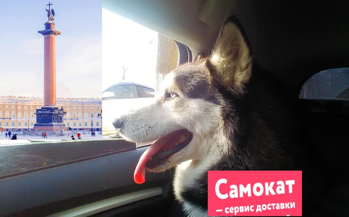 Наш путешественник обожает ездить в авто. Но с открытым окном!