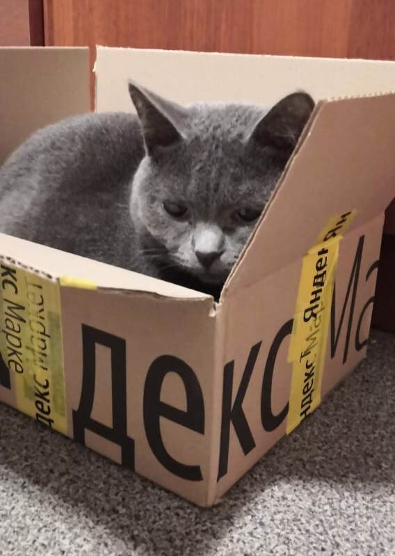 Анфиса сестренка Кота Серёжи.