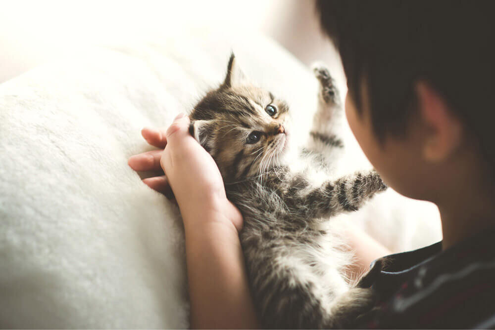 Хозяин гладит котенка