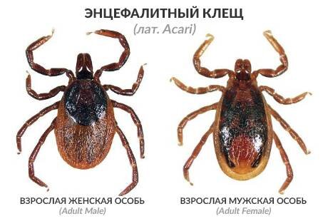 Картинка из интернета. 