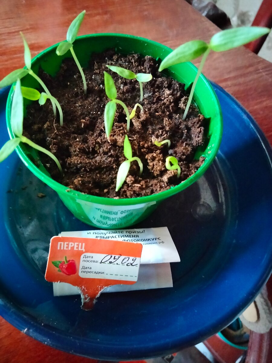 Красота. Перец. Цена 55₽