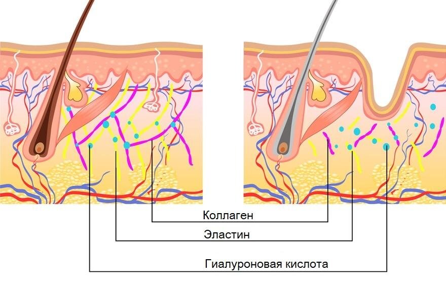 Коллаген проект по биологии