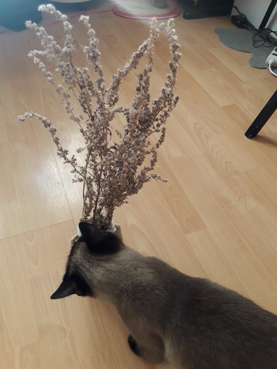 Фото автора (сушёная полынь)