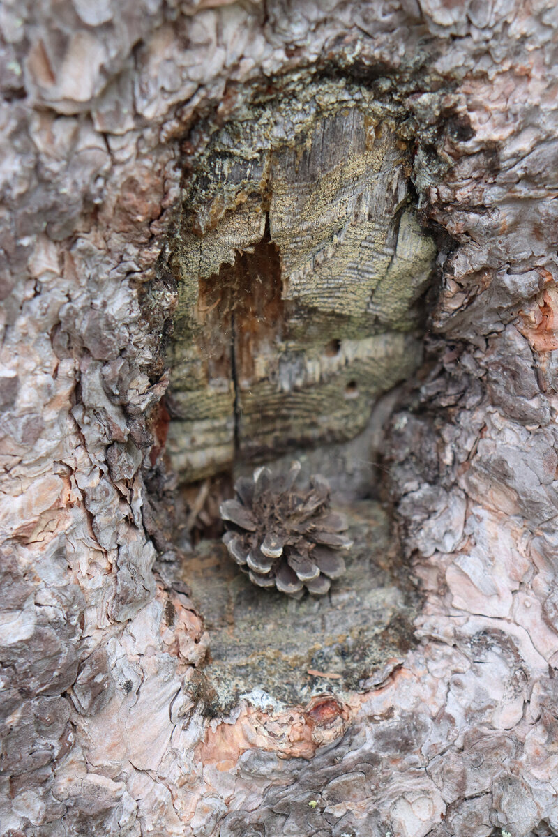 А тут дятел  пообедал