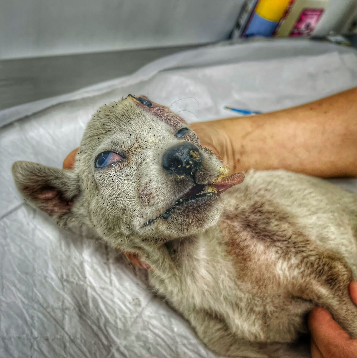 Щенку необходима помощь! 