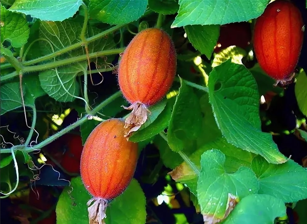 Мохнатость огурца сопоставима с кошками