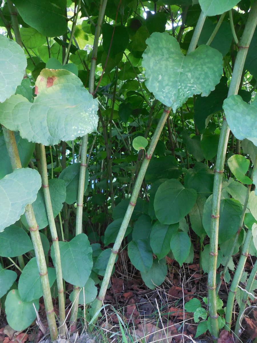 Одно из названий - сибирский, или сахалинский бамбук. А ведь похоже! Только не Дальний Восток, а Москва!