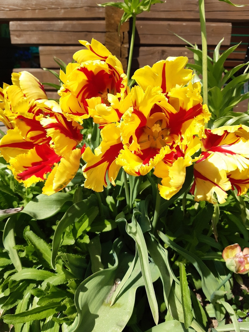 Моя гордость