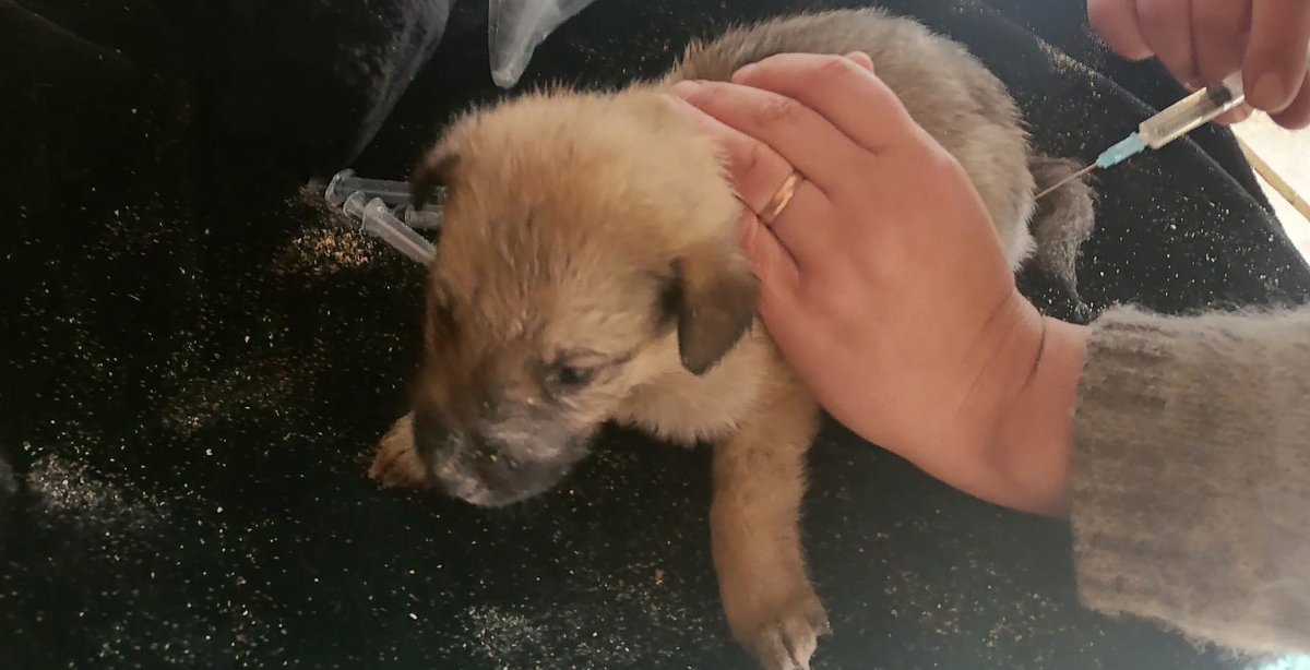 Введение сыворотки "Гискан-5"