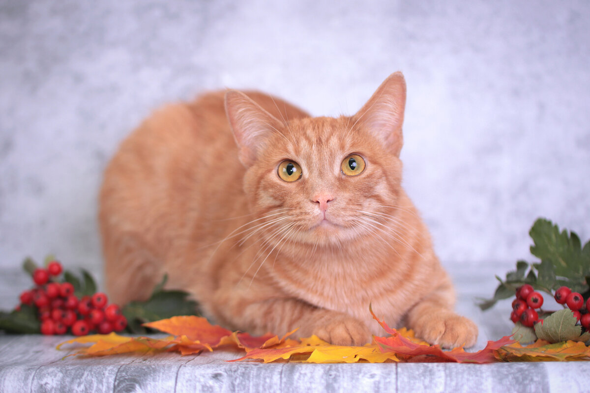 Абрикос- розовый нос.