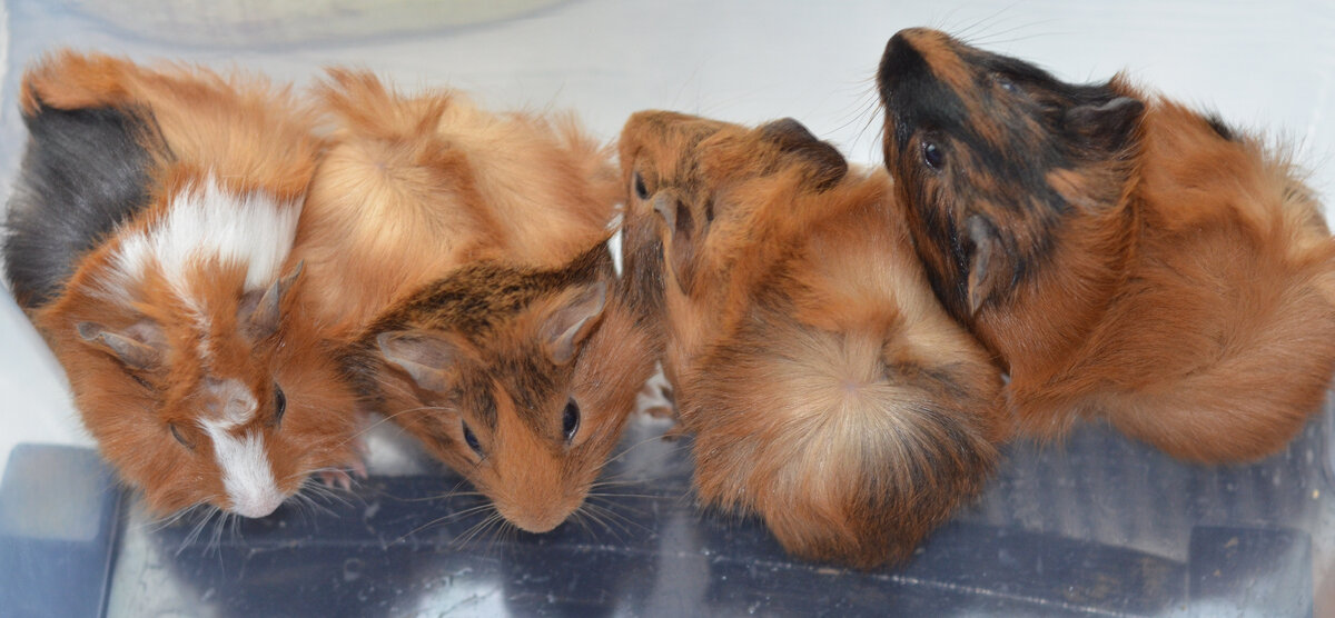 На фото мои малыши) возраст 1 месяц, такие милашки.