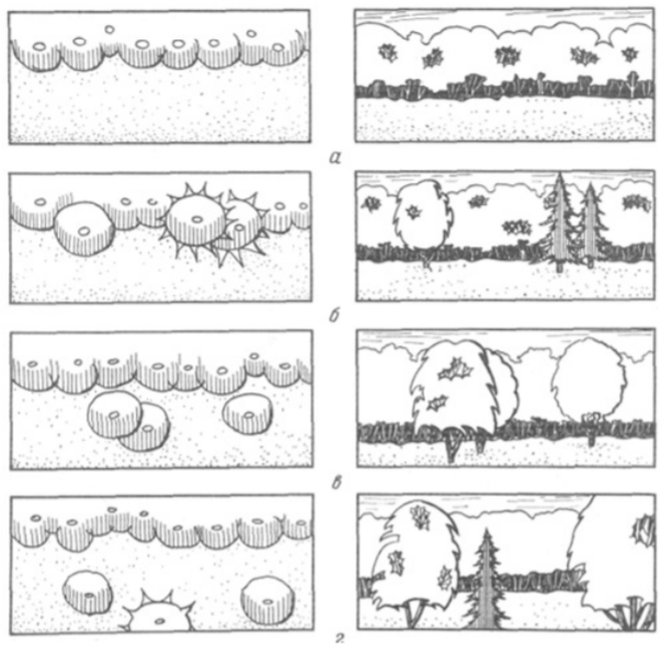 Схем опушка. Типы опушек. Композиции открытых пространств Полян и партеров. План опушки. Формирование опушек.