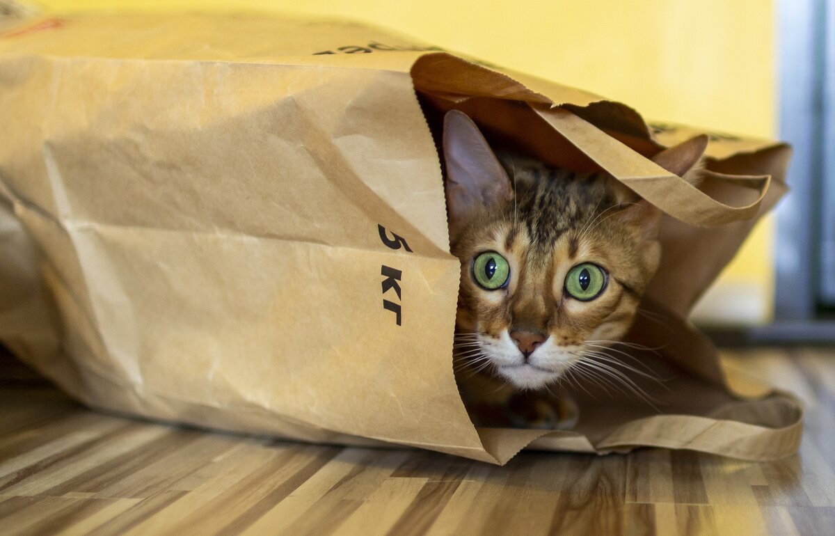  Известно, что коты всех видов любят забираться в тесные коробки. А еще особые чувства они питают к бумажным и полиэтиленовым пакетам.