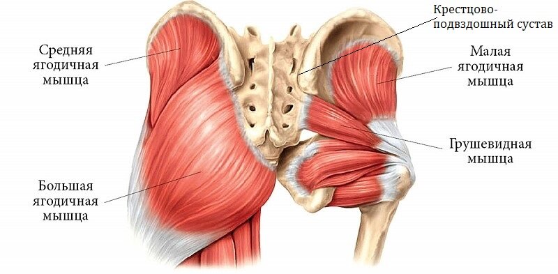 Грушевидная мышца, ягодичные мышцы, КПС. Источник - Яндекс. Картинки