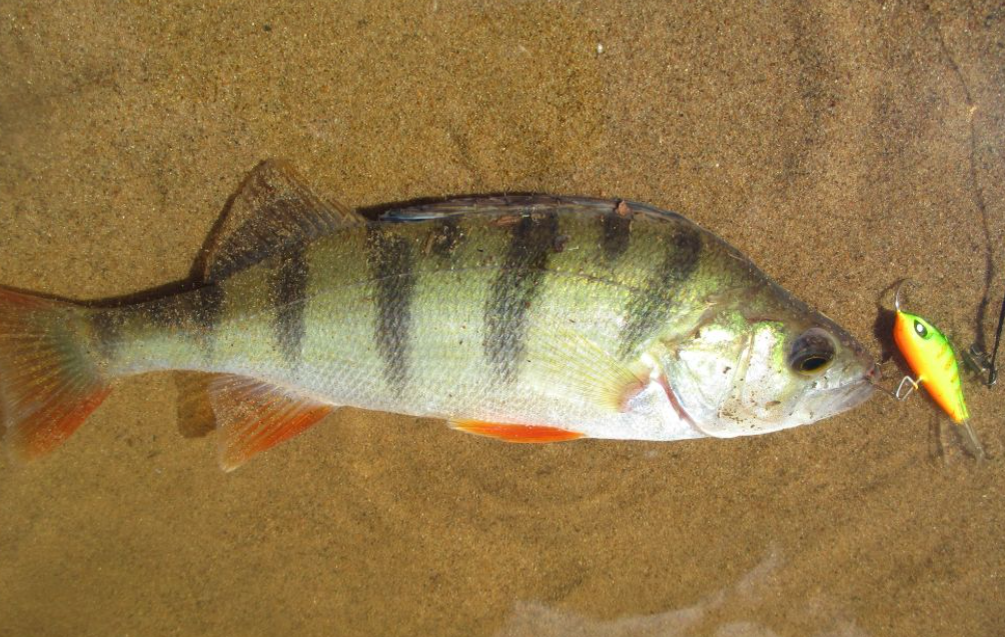 Фото с сайта sfish.ru