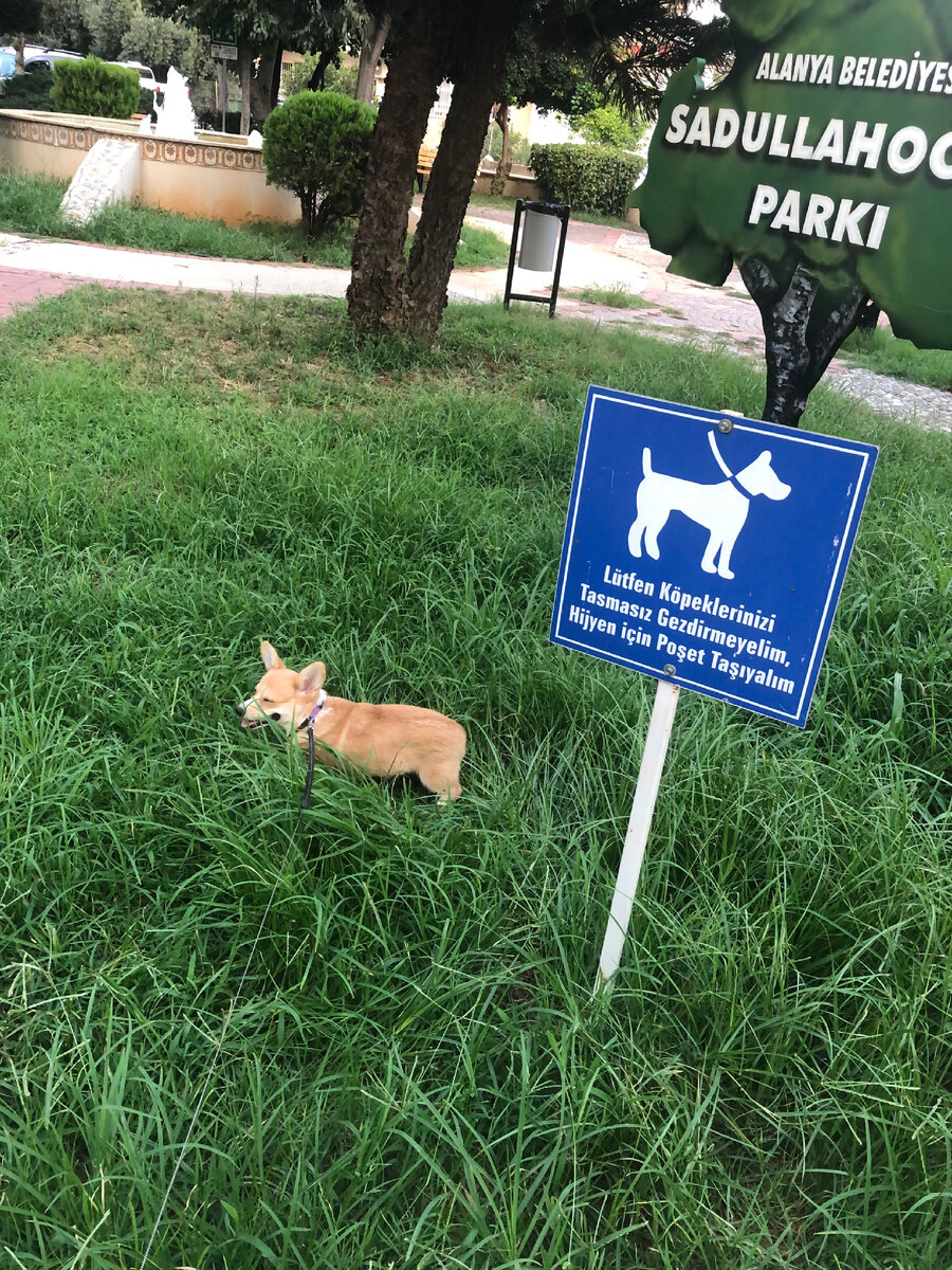 Вроде как соблюдаем то, что написано на табличке. Поводок на месте, если они это имели в виду😂.