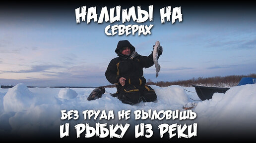 Налим на северах / Без труда не выловить и рыбку из реки