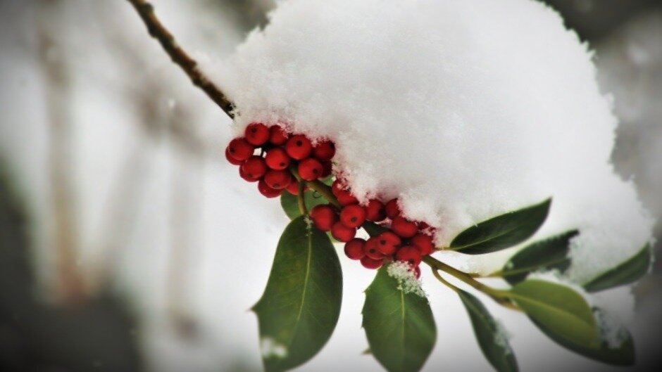 Лето зимой. 15 февраля мороз. Зима туман. 15 февраля мороз. 15 февраля мороз.