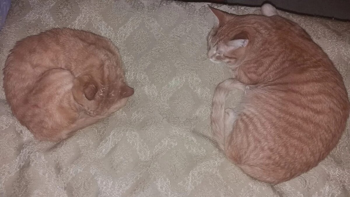 Большой кот - Пиксель, а тот, что меньше - мой старичок. 