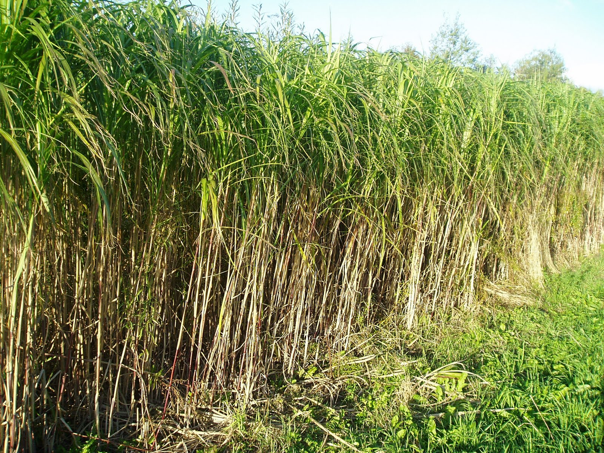 Слоновая трава. Яндекс-фото в свободном доступе.