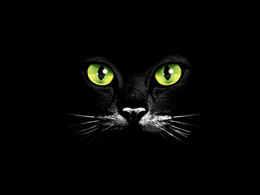 Изображение: avocadowear.com