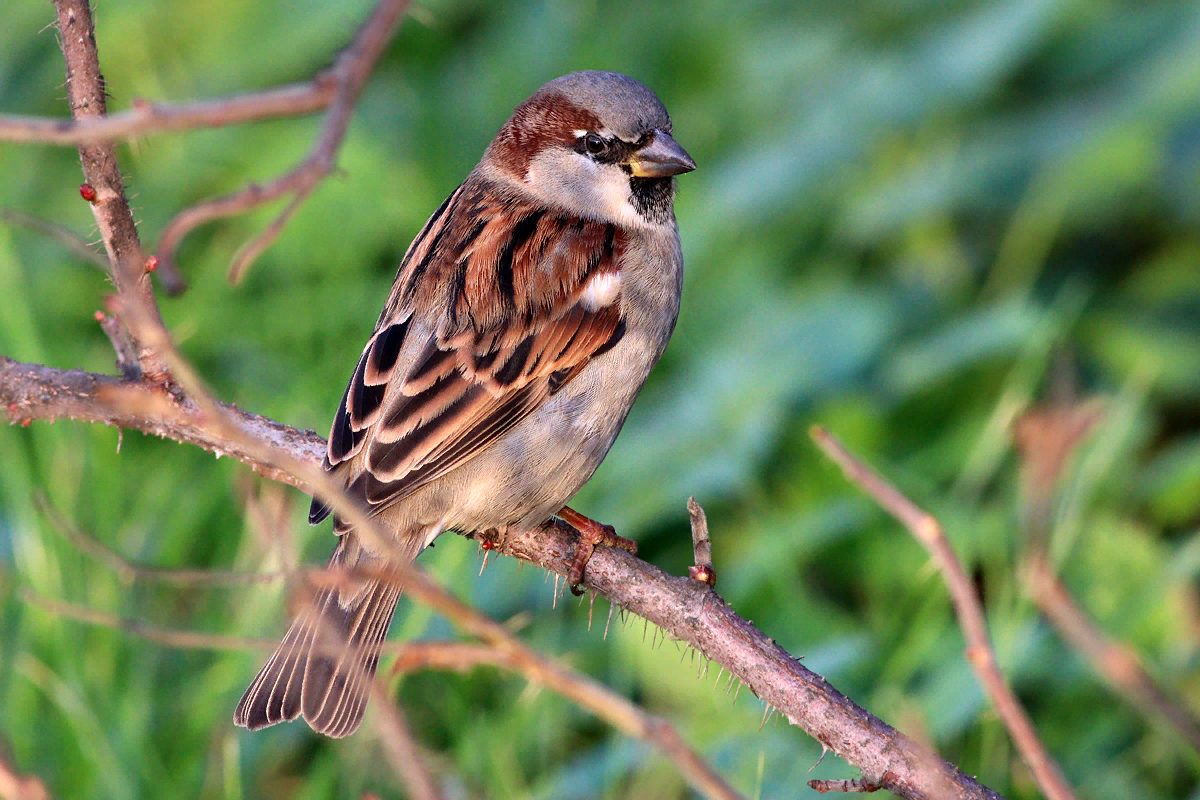 Воробей пернатый. Воробей домовый passer domesticus. Домовой Воробей птица. Passer domesticus (l.) - домовый Воробей. Птица года Воробей домовый.