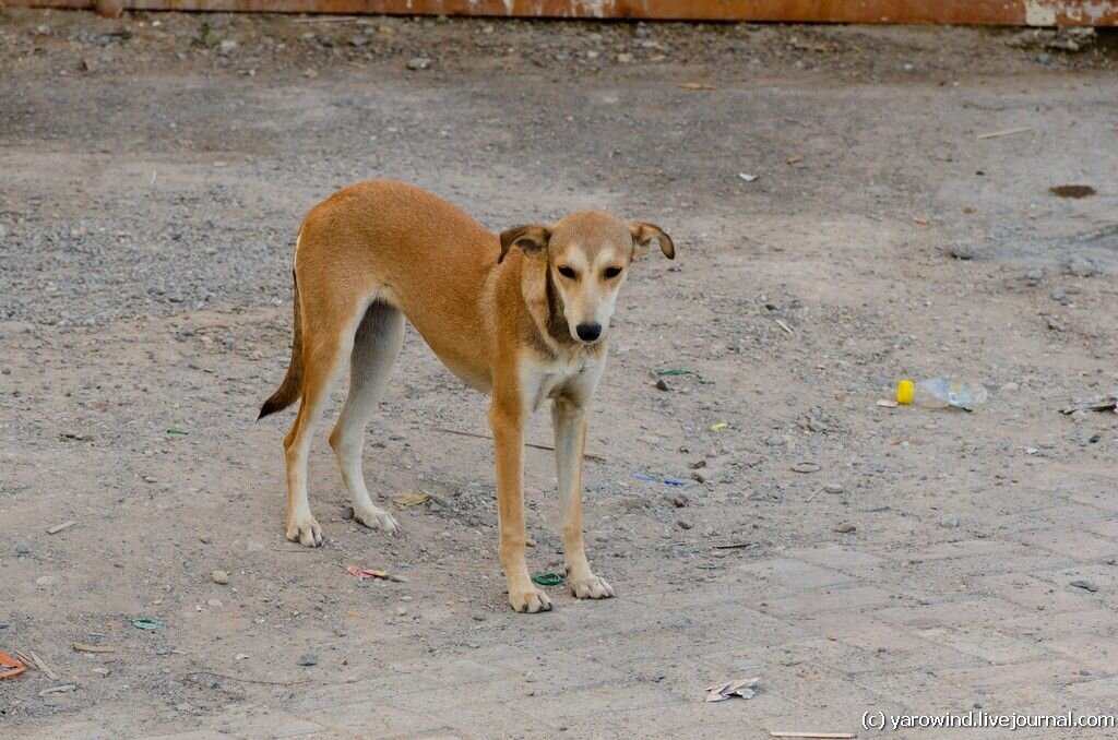 Оманская собака