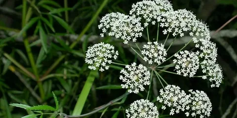 Болиголов - непримечательный убийца.