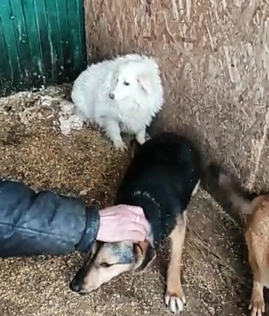 Боится каждого шороха
