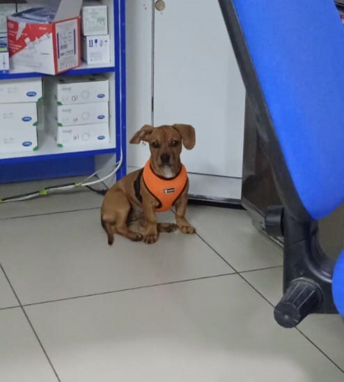 Этот собакен готов к атаке клещей