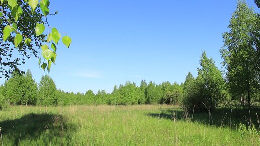 Пение птиц в Весеннем лесу • Голос кукушки • Звуки природы