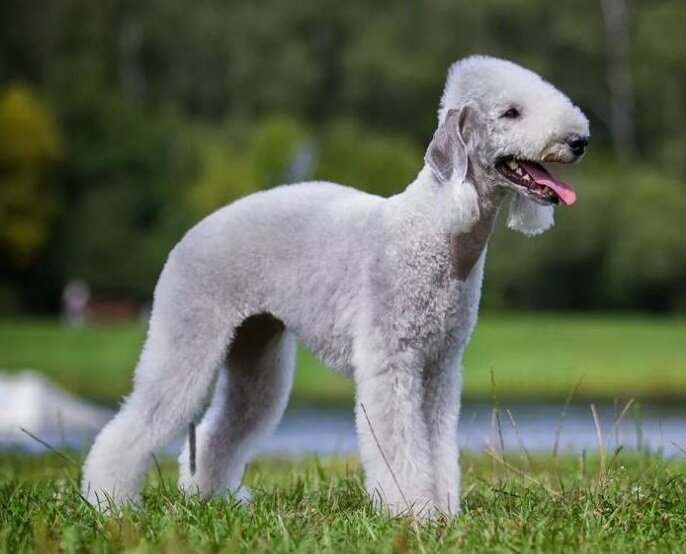 Бедлингтон-терьер (Фото: https://klkfavorit.ru/bedlington-terer-opisanie-porody-sobak-s-foto-i-video/)