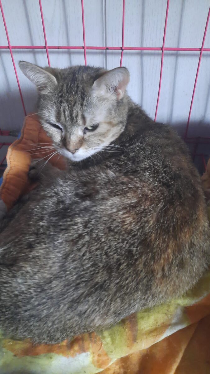 Медеюшка, теперь у нее не одного клыка-удалили