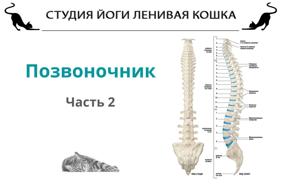 Ответы на вопросы, заданные в статье "Позвоночник. Что важно знать"