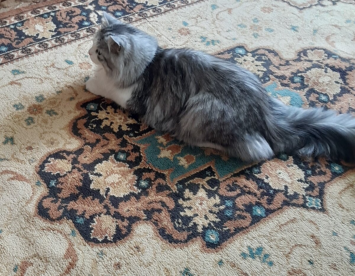 Иннокентий коврик одобрил.