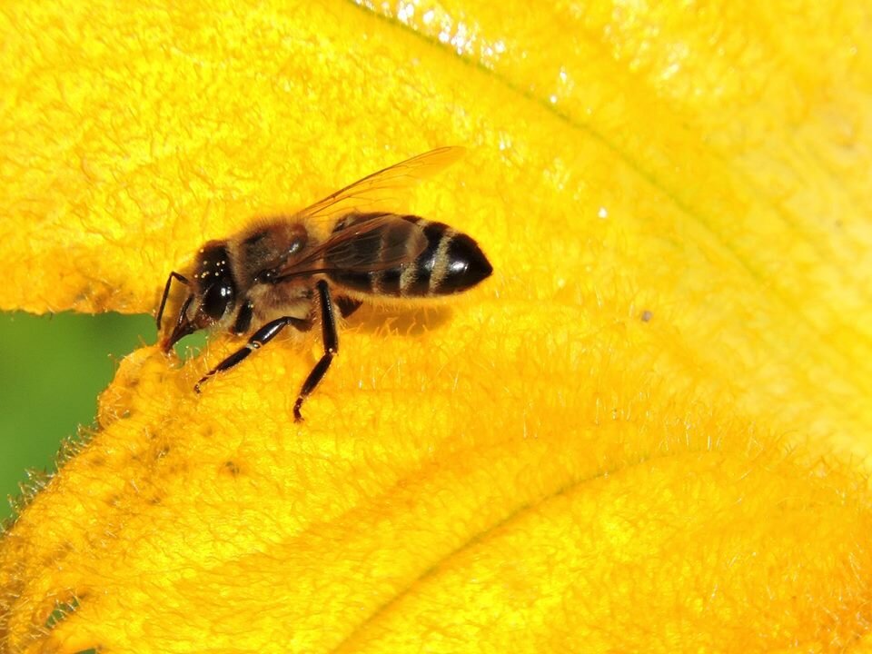 Сибирь пчелы. Пчела фото. Сибирская пчела. Пчела вид сверху фото. Яростная пчела.