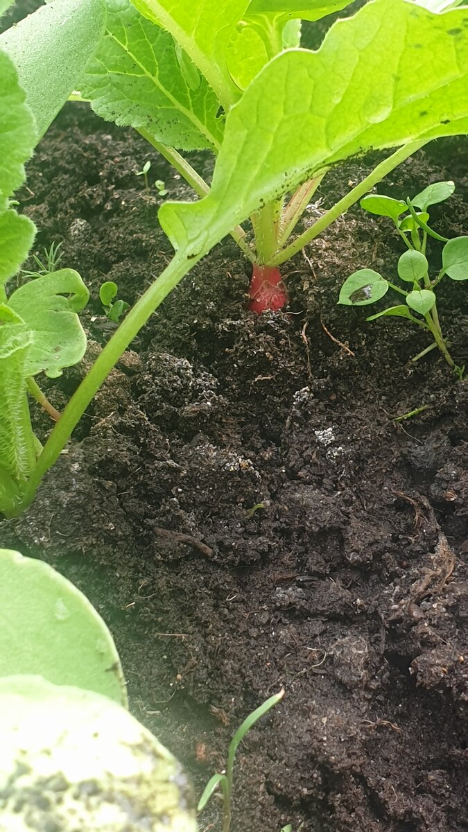 Первые намёки на урожай.