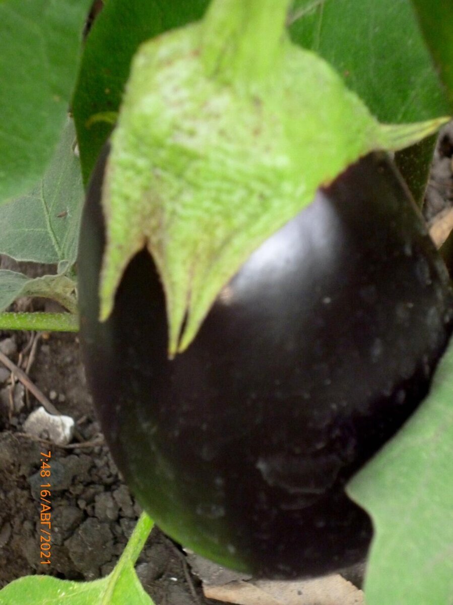 Это баклажан я вырастила на своем огороде. (Фото автора).