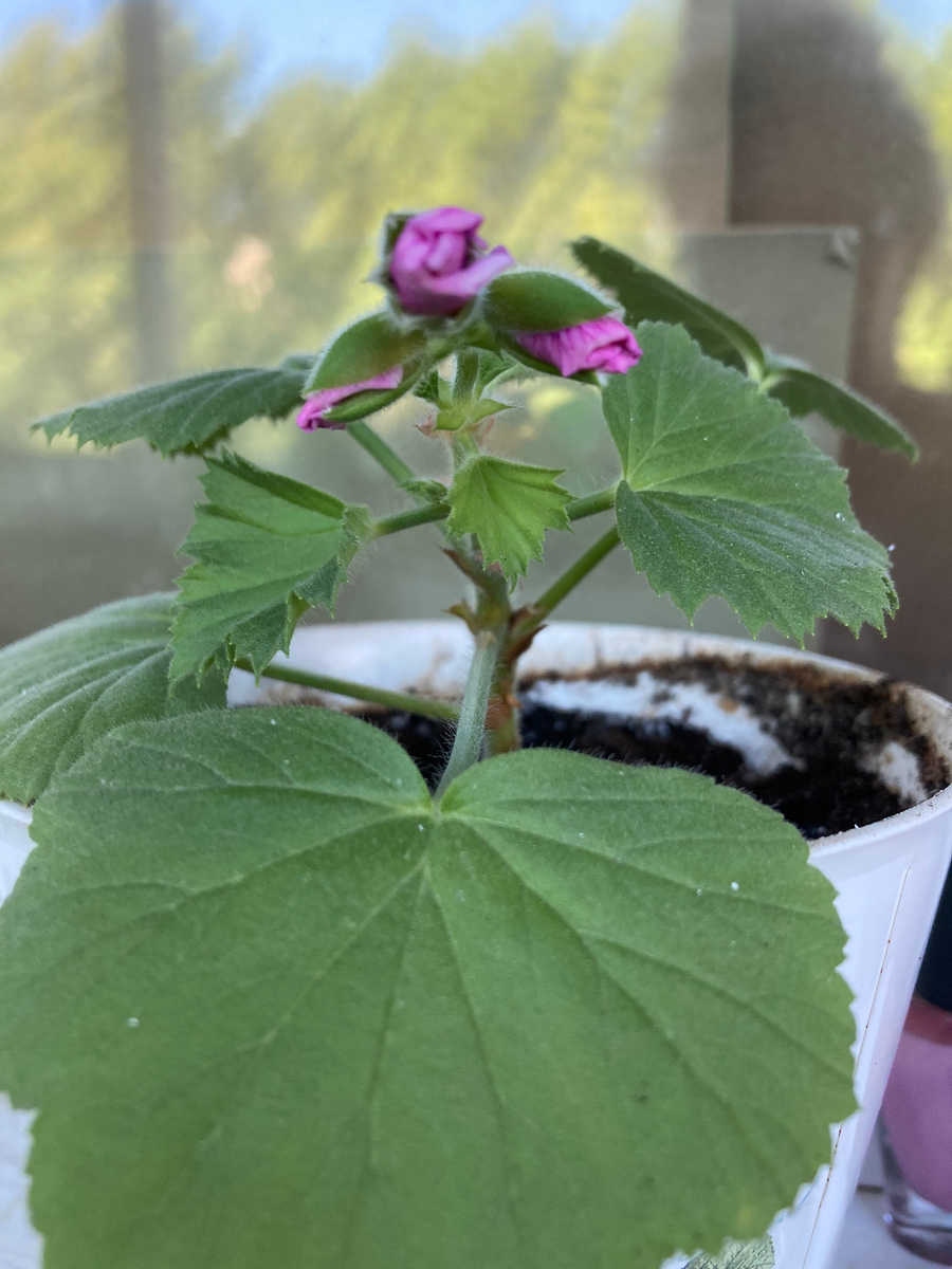 Фото принадлежит автору. Высадила черенок