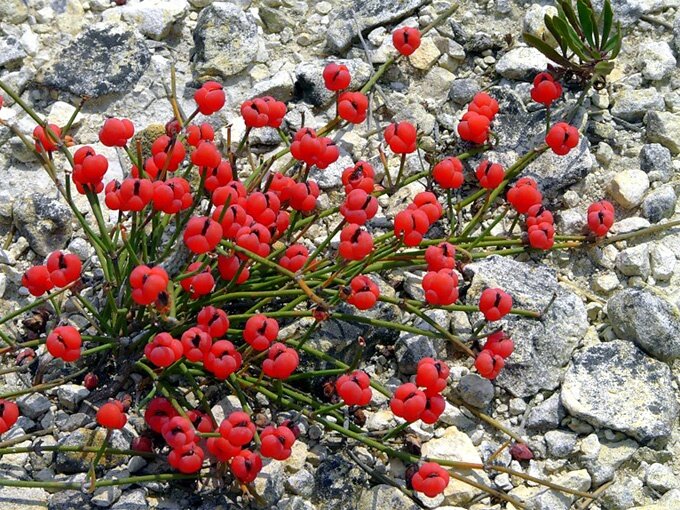 Хвойник двухколосковый