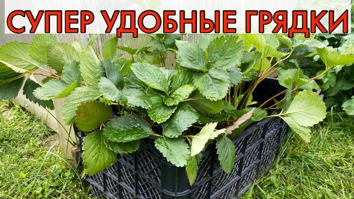 Высокие грядки для лучшего урожая: как сделать правильно