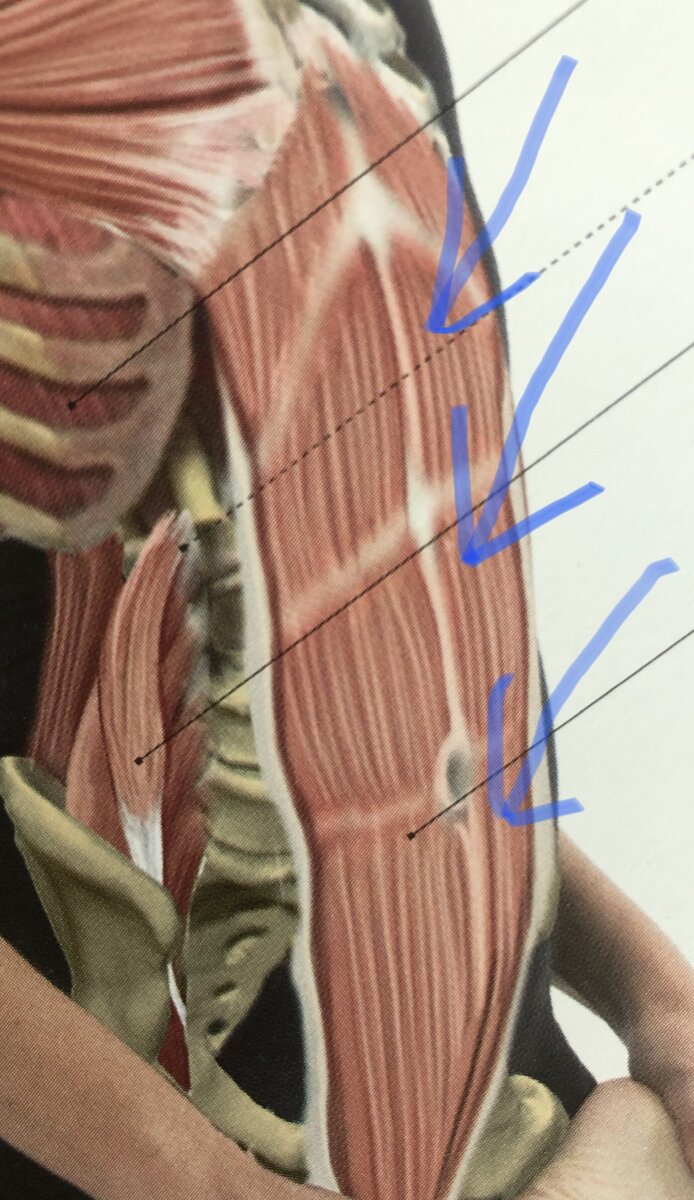 Картинка из Анатомии Пилатеса