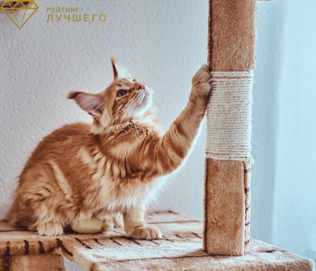 Кошка точит когти