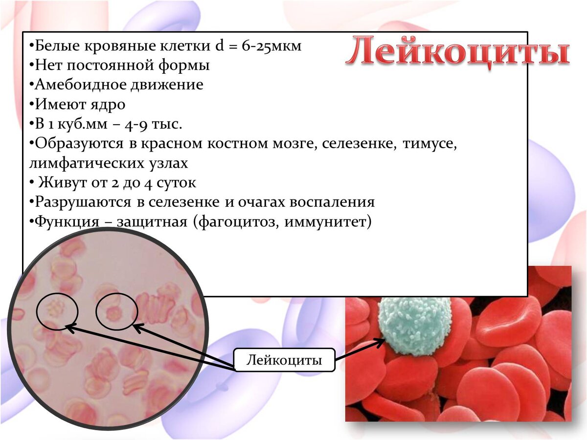 Способны к амебоидному движению эритроциты лейкоциты. Лейкоциты состоят из. белые кровяные клетки. лейкоциты форма клетки. форма лейкоцитов постоянная.