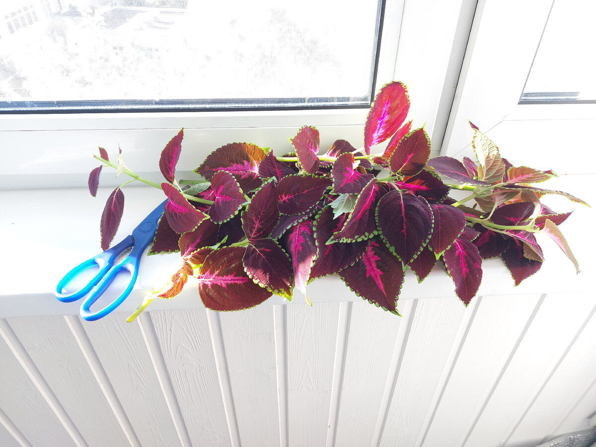 Черенки после стрижки